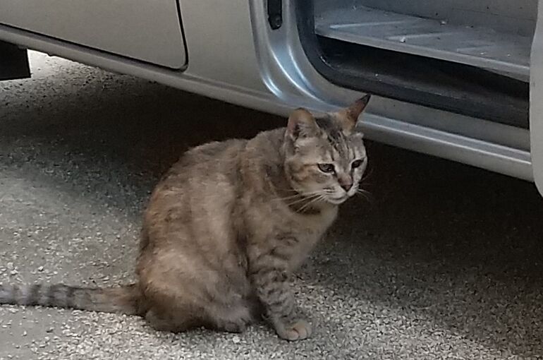 HORIZON_0001_BURST20200714172031765_COVER