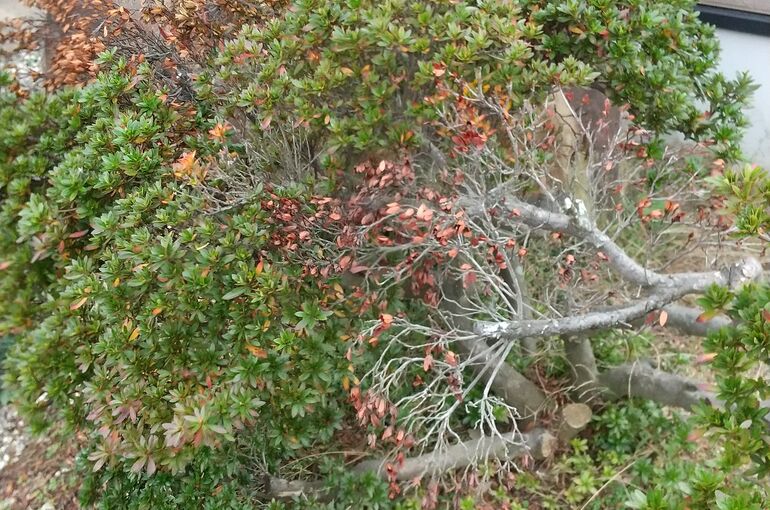 HORIZON_0001_BURST20201125134122888_COVER