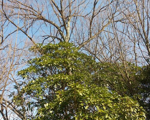 HORIZON_0001_BURST20210128133611841_COVER