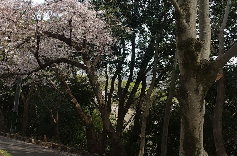 HORIZON_0001_BURST20210331150432167_COVER