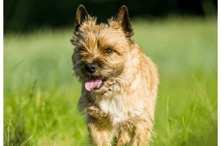 detailMain_cairn-terrier (1)