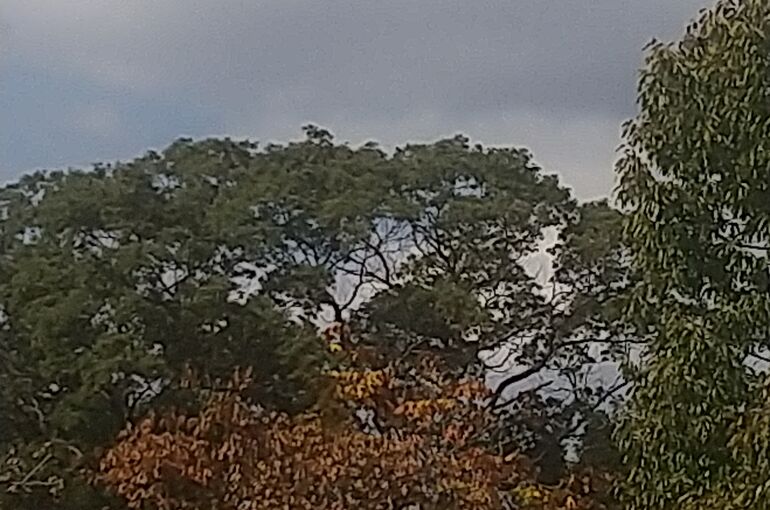 HORIZON_0001_BURST20211105131026717_COVER